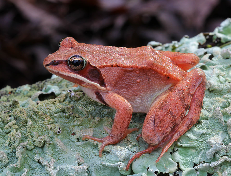 Wood Frog